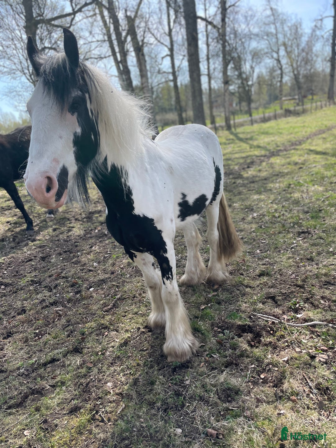 Allround hästar till salu: Fodervärd sökes  i Myresjö - Annons 6