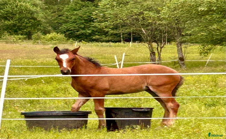  hästar kvalitetsföl PRE, Sto och Perlino Hingst i Ullared - Annons 1