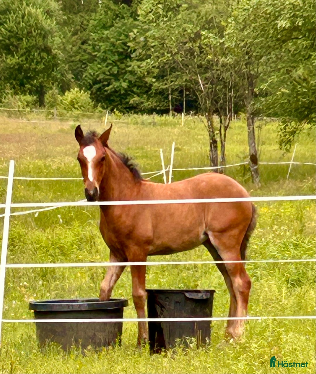 Allround hästar till salu: kvalitetsföl PRE, Sto och Perlino Hingst i Ullared - Annons 1