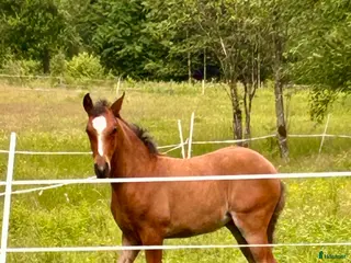 hästar kvalitetsföl PRE, Sto och Perlino Hingst i Ullared - Annons 2