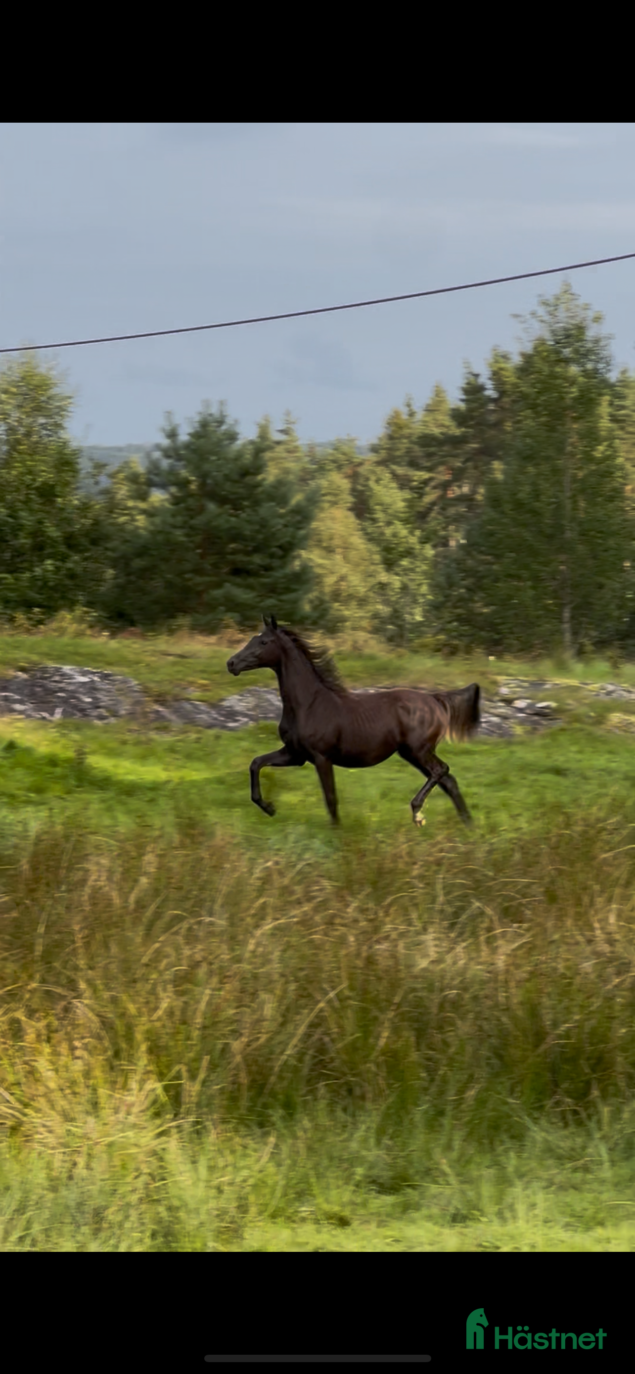  hästar Söt 1-åring i Sätila - Annons 17