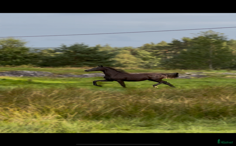  hästar i Sätila - Annons 13