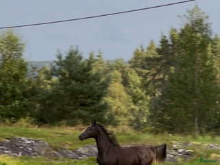 hästar Söt 1-åring i Sätila - Annons 15