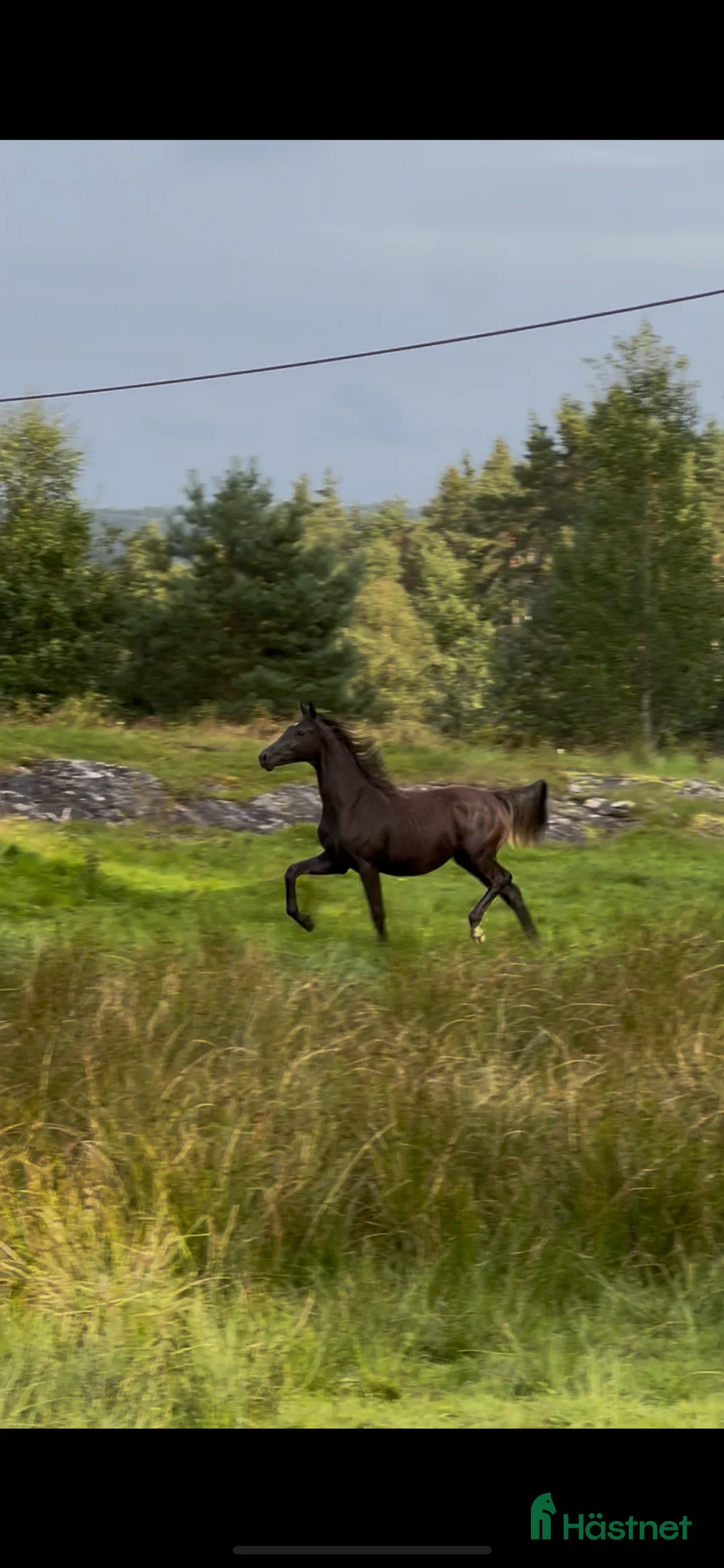 Dressyr hästar till salu: Söt 1-åring i Sätila - Annons 1