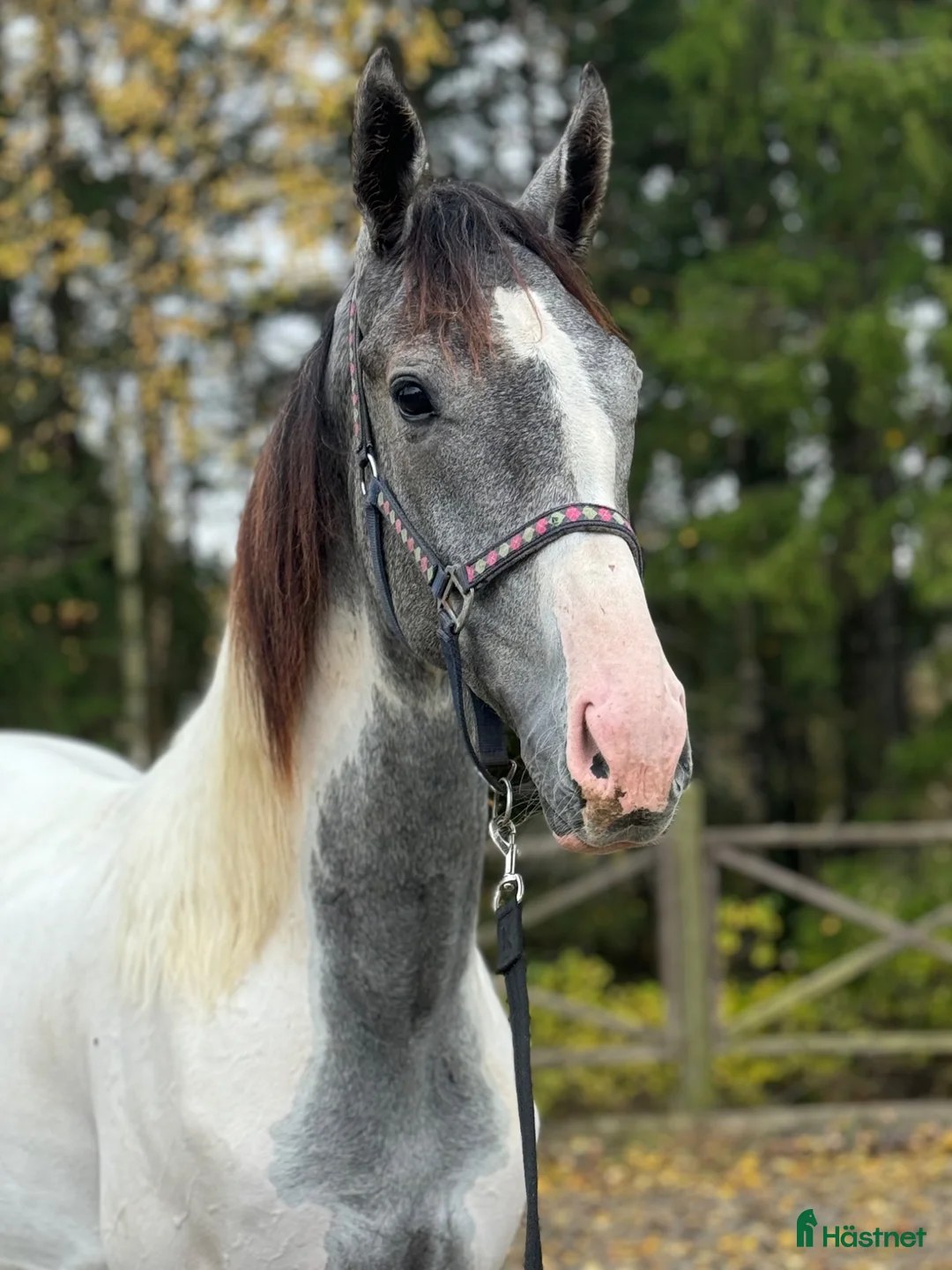 Allround hästar till salu: 3 åring valack säljes i Vestby - Annons 7
