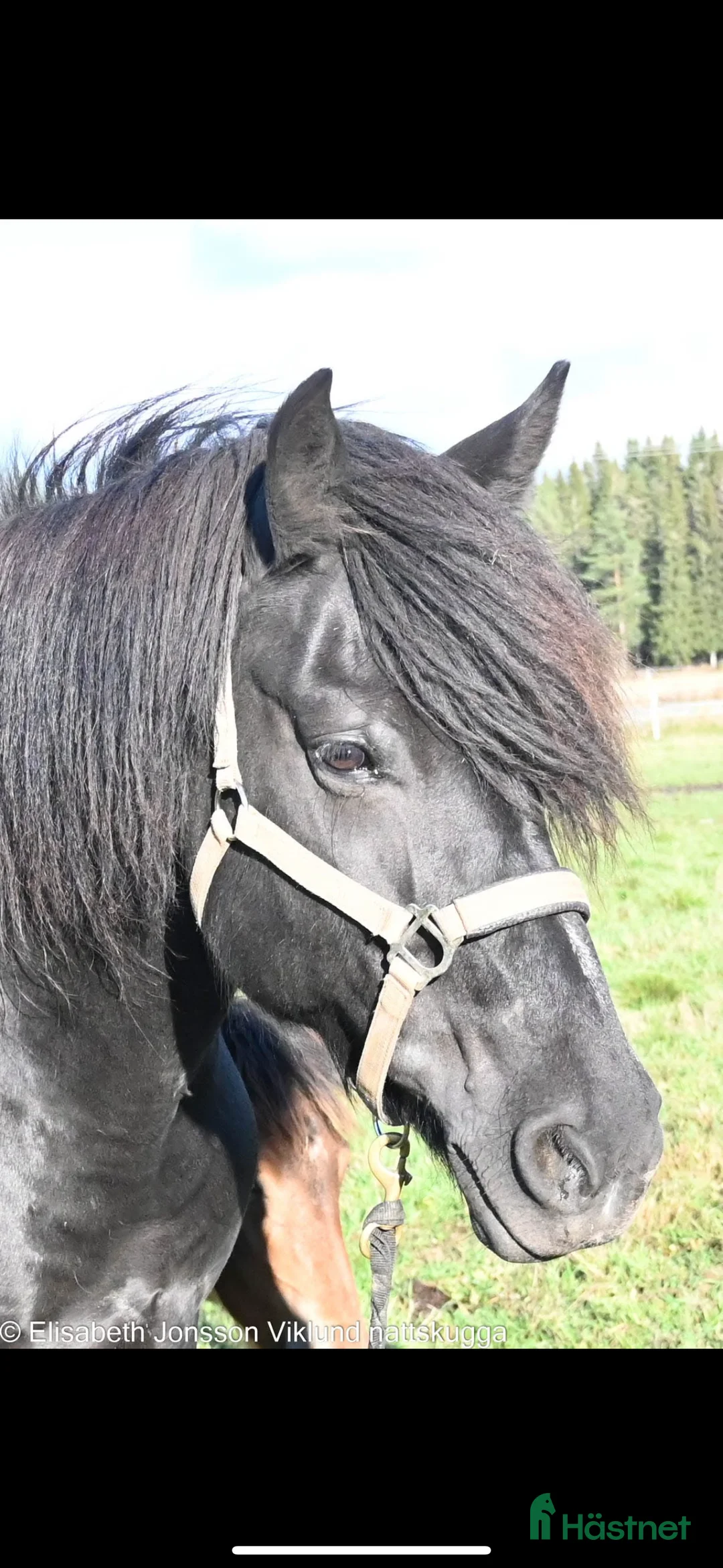 Allround hästar till salu: Vacker underbart kallblodsto i Lycksele - Annons 2