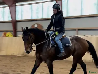 hästar Fullblodshingst- framtida partner❤️ - Annons 9