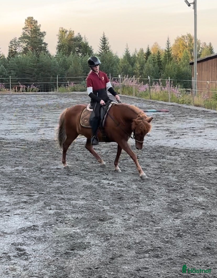  hästar D-ponny alt. större C-ponny - Annons 1
