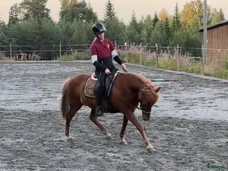 hästar D-ponny alt. större C-ponny - Annons 1