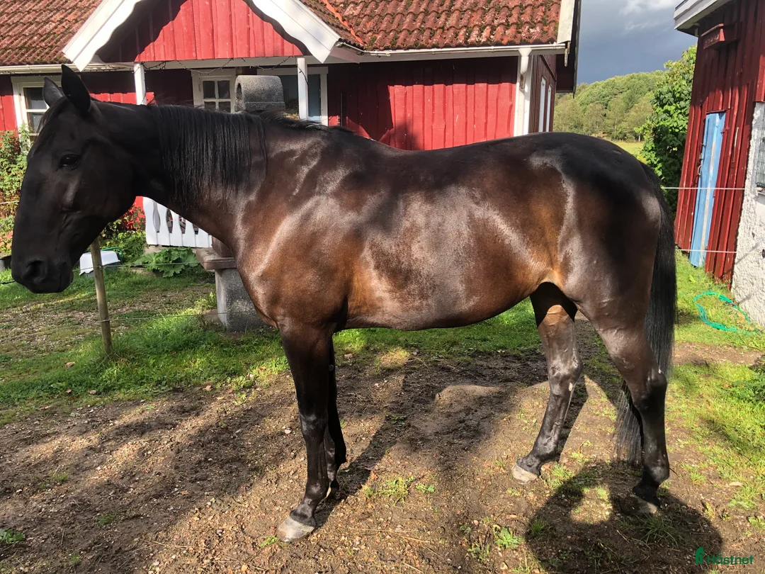 Allround hästar till salu: 12-årigt sto , allround eller licens häst i Henån - Annons 2