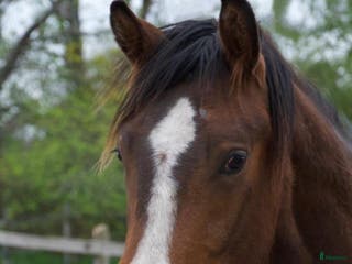 hästar Lovande 3-åring - Annons 1