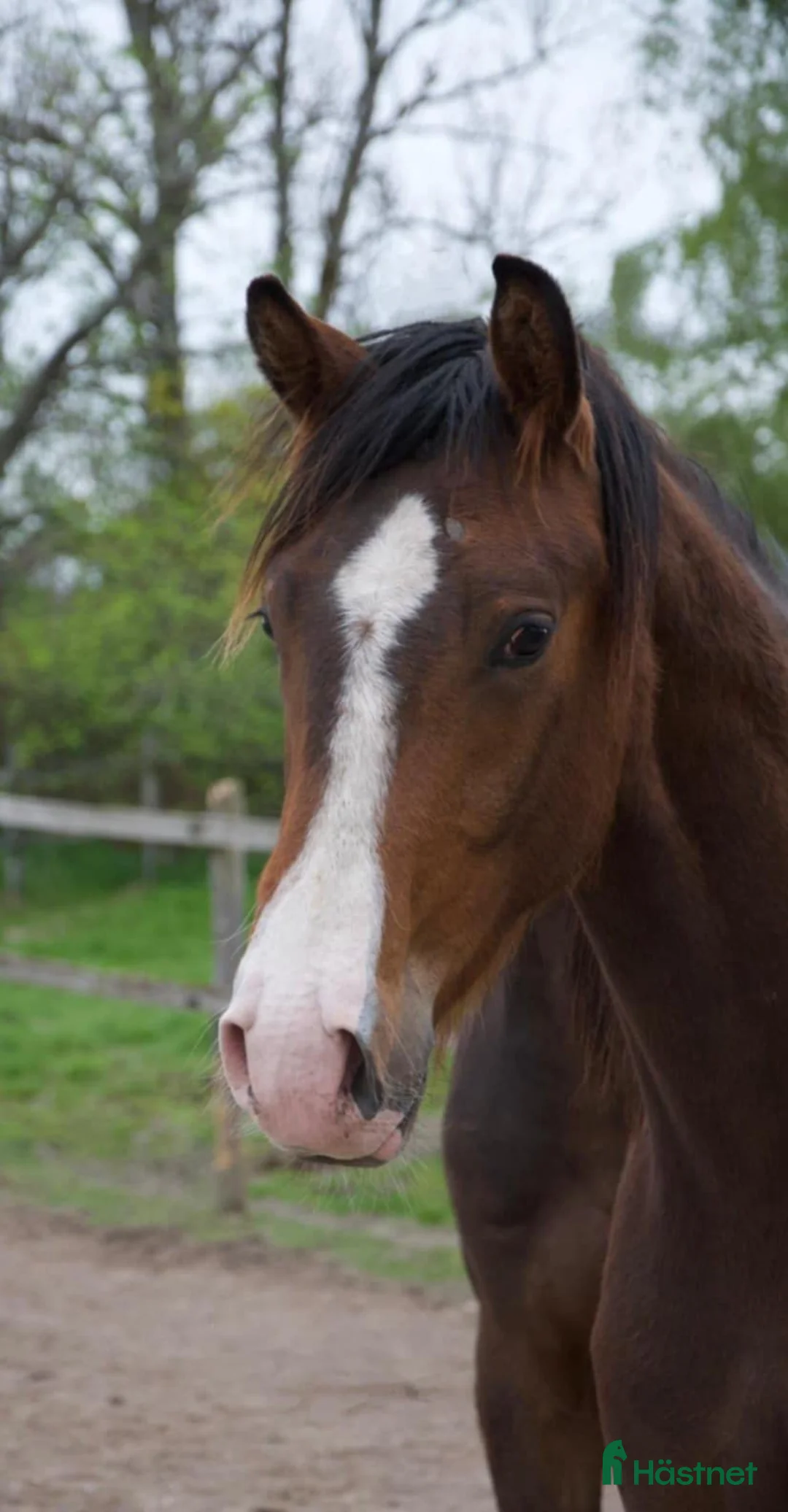 Dressyr hästar till salu: Lovande 3-åring - Annons 1