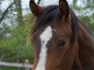 hästar Lovande 3-åring - Annons 6