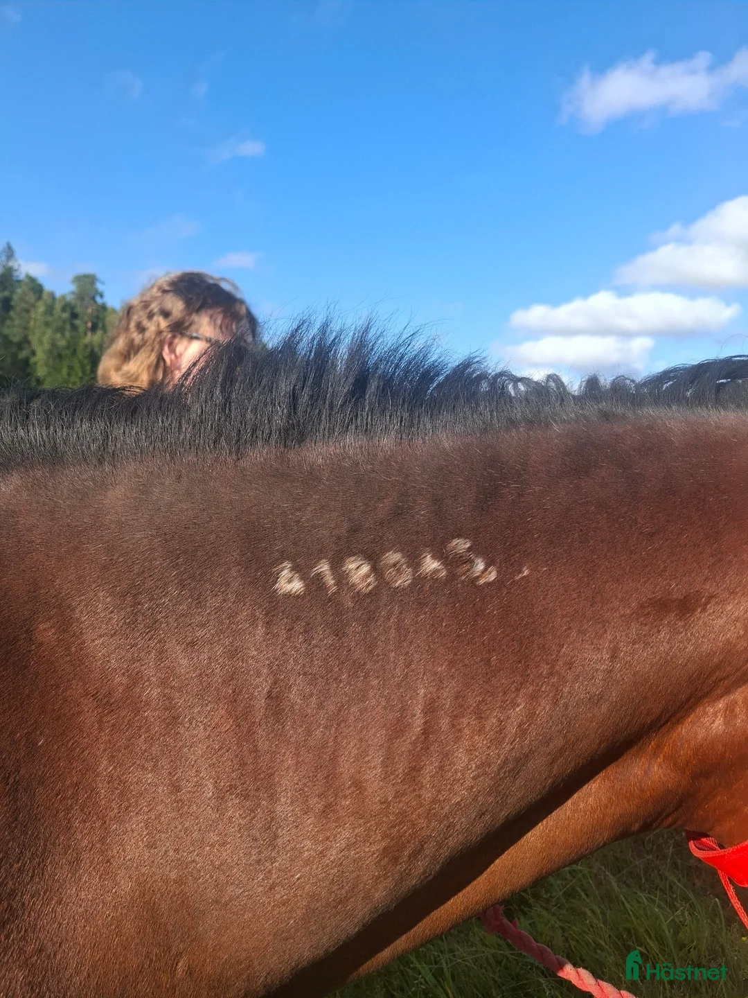 Allround hästar till salu: Fantastiskt snällt sto för hobby ridning - Annons 6