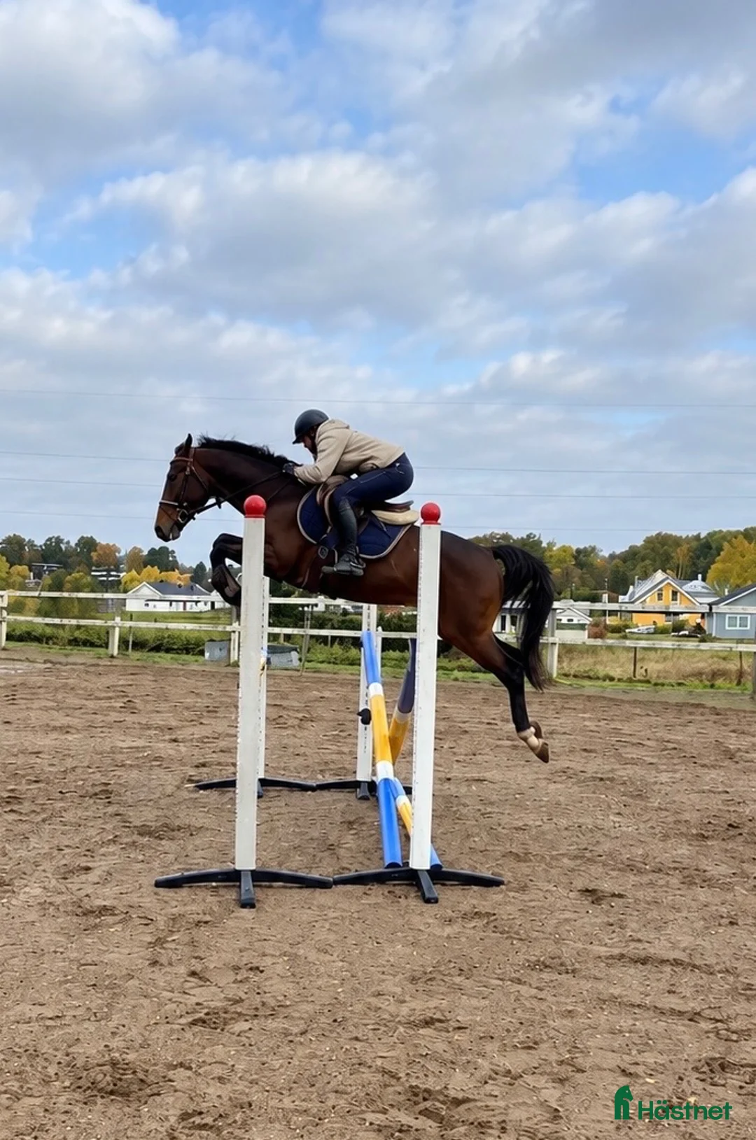 Allround hästar till salu: Lovande ungponny - även verksamhet 🌟 - Annons 3