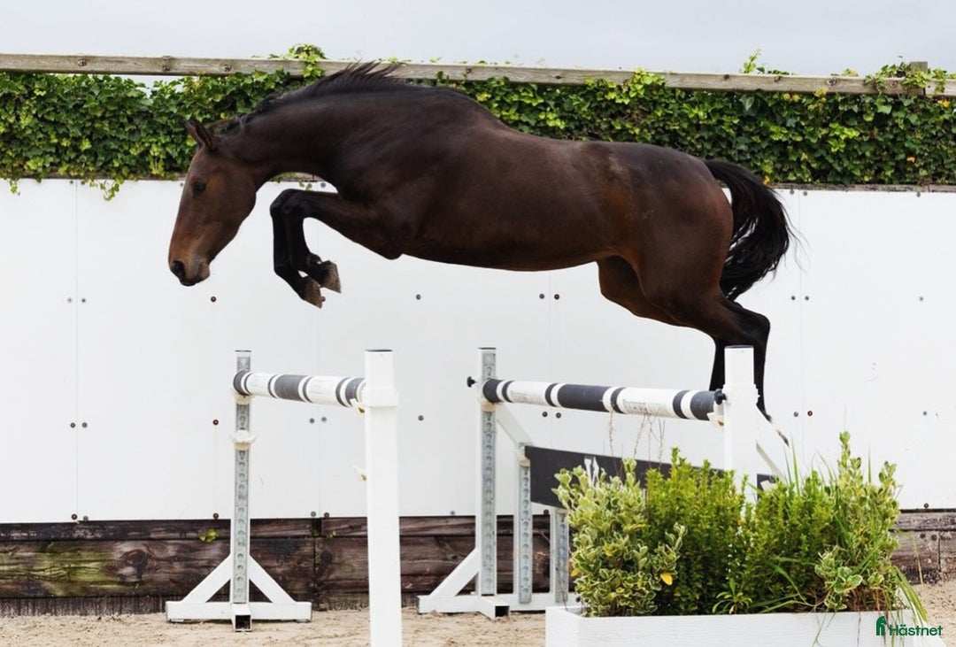 Hoppning hästar till salu: Sto för framtiden!   - Annons 1