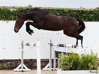 hästar Sto för framtiden! - Annons 3