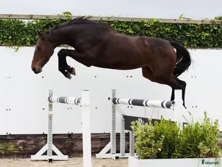 hästar ⭐️Superstjärna ⭐️ - Annons 17