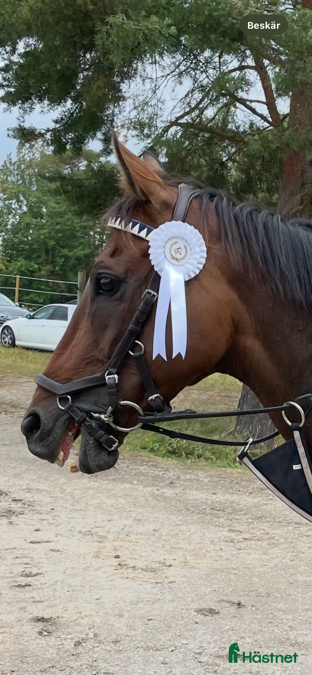 Fälttävlan hästar till salu: Atletisk fullblodskille med fart och glöd i Enköping - Annons 3