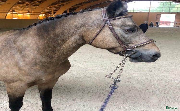  hästar Fantastiskt fint Connemara sto! i Älvängen - Annons 2