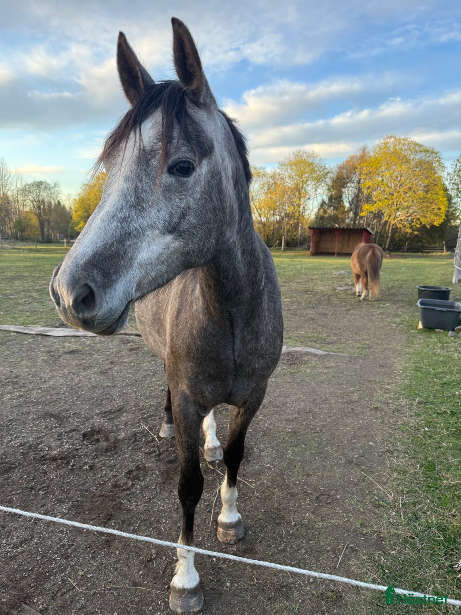  hästar 4-årig Welsh Partbred med härlig inställning - Annons 2