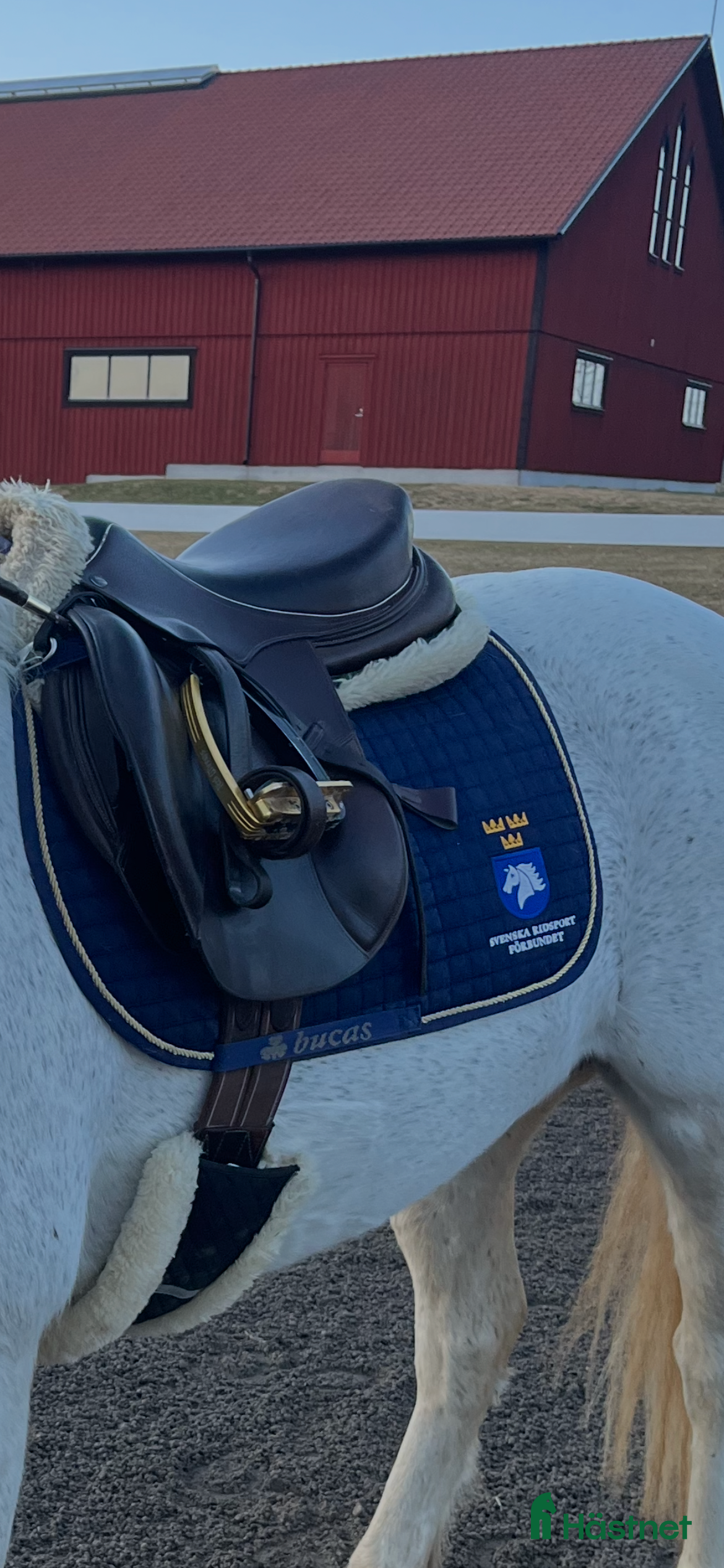 Sadlar hästutrustning John Whitaker hoppsadel brun medelvid - Annons 2