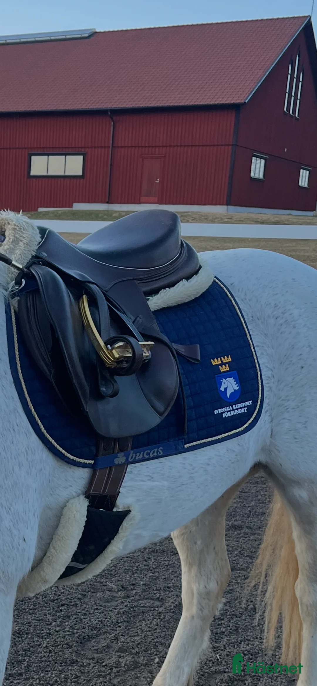 Sadlar hästutrustning till salu: John Whitaker hoppsadel brun medelvid i Sollentuna - Annons 1