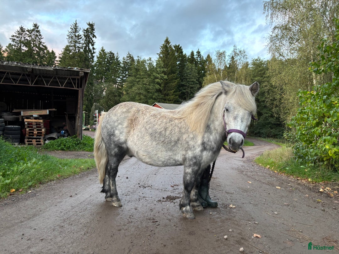 Övrigt hästar till salu: Byte ?  i Tibro - Annons 1