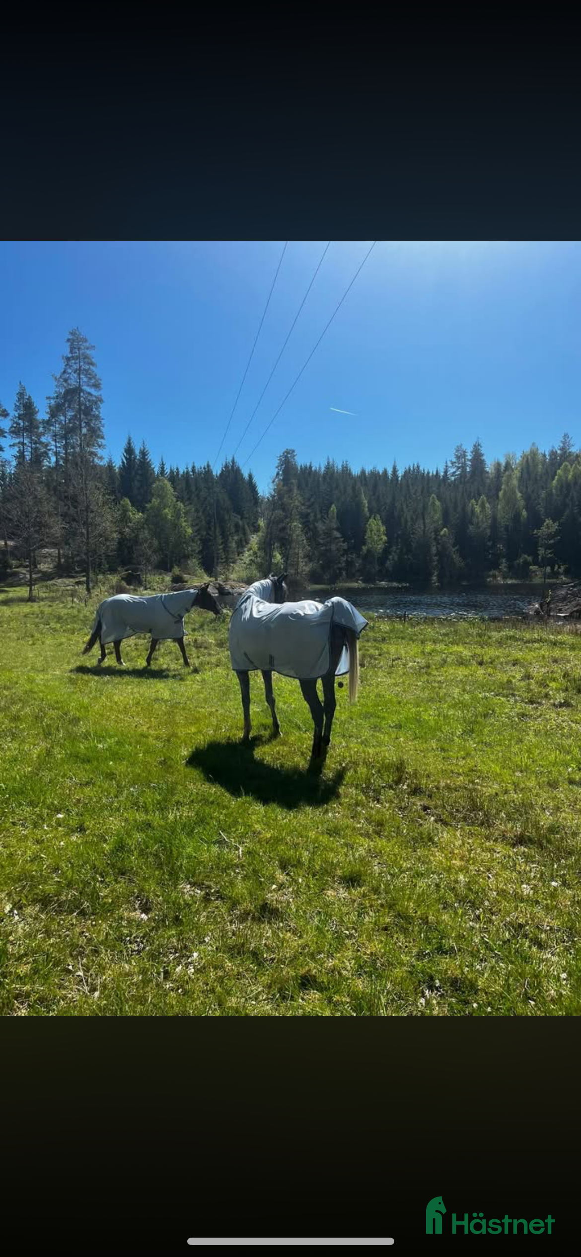  stallplats Sommarbete/rehab/unghästar mm i Ärla - Annons 4