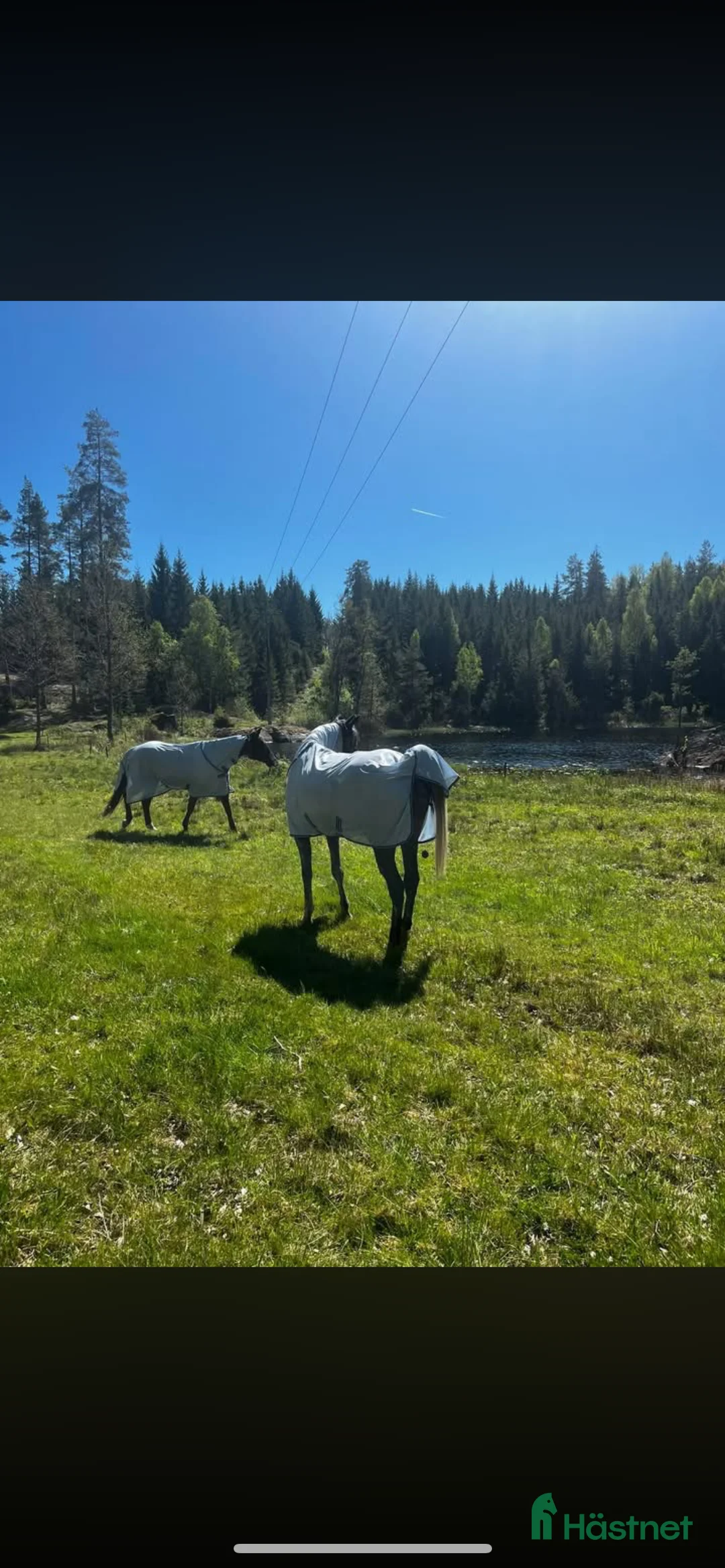  stallplats finnes: Sommarbete/rehab/unghästar mm i Ärla - Annons 1