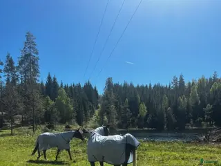 stallplats Sommarbete/rehab/unghästar mm i Ärla - Annons 4