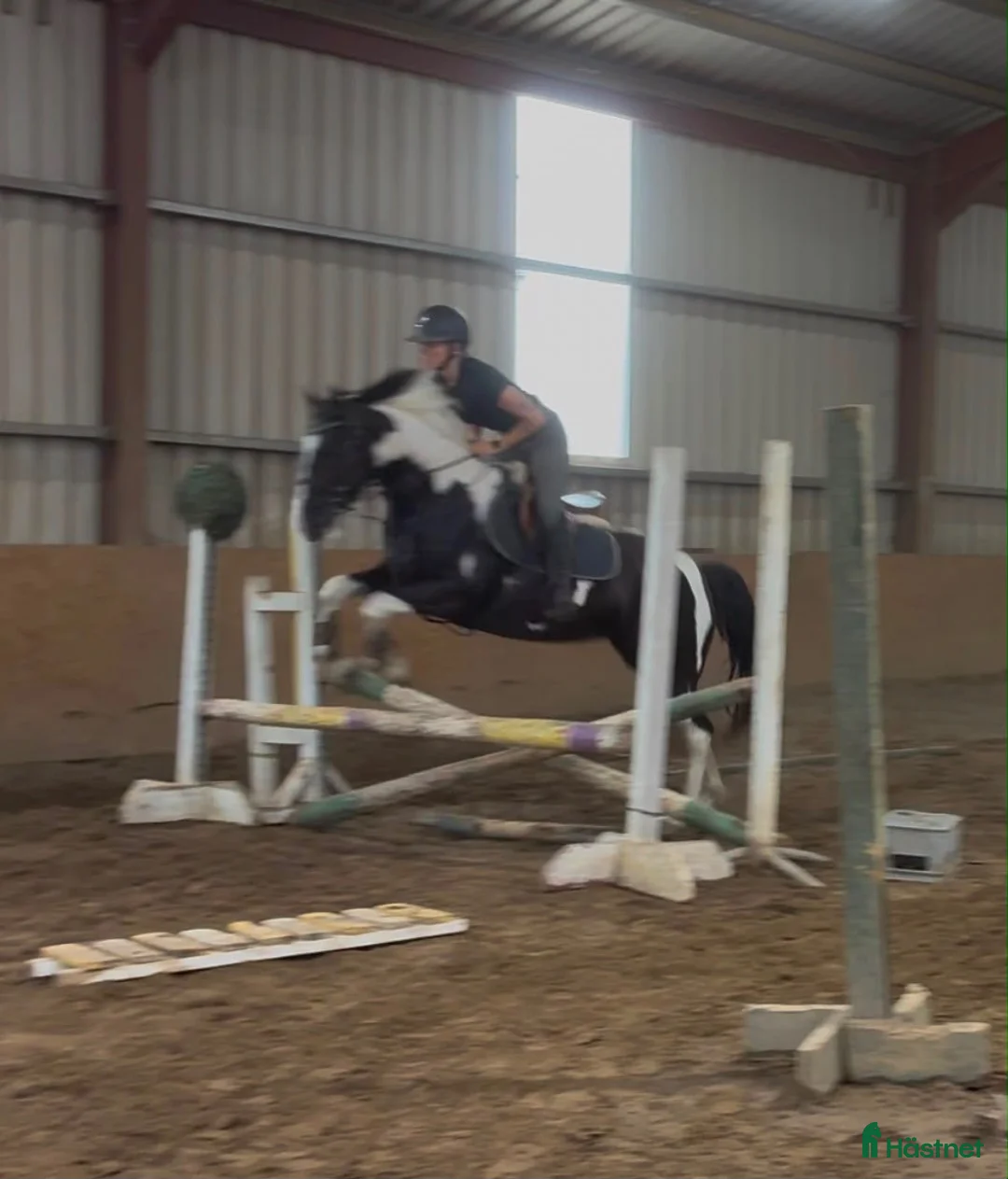 Allround hästar till salu: Beautiful coloured mare  - Annons 15