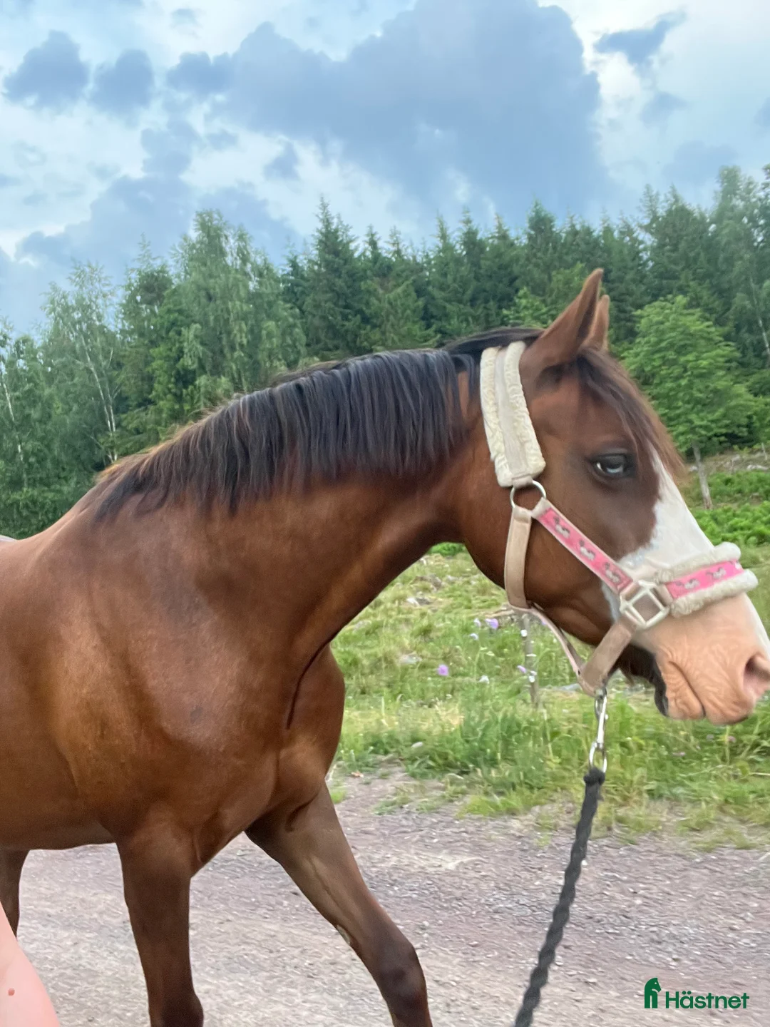 Allround hästar till salu: Världens finaste skogsmulle🩷 - Annons 4