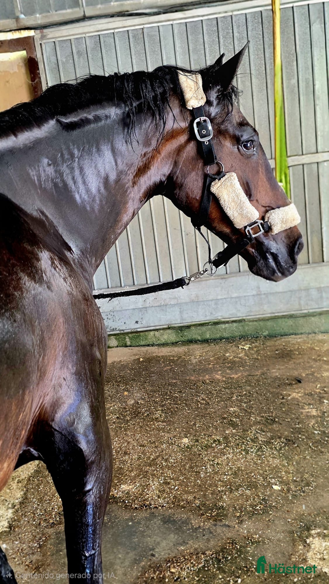  hästar APSL PSLusitano mare född 2015 - Annons 8