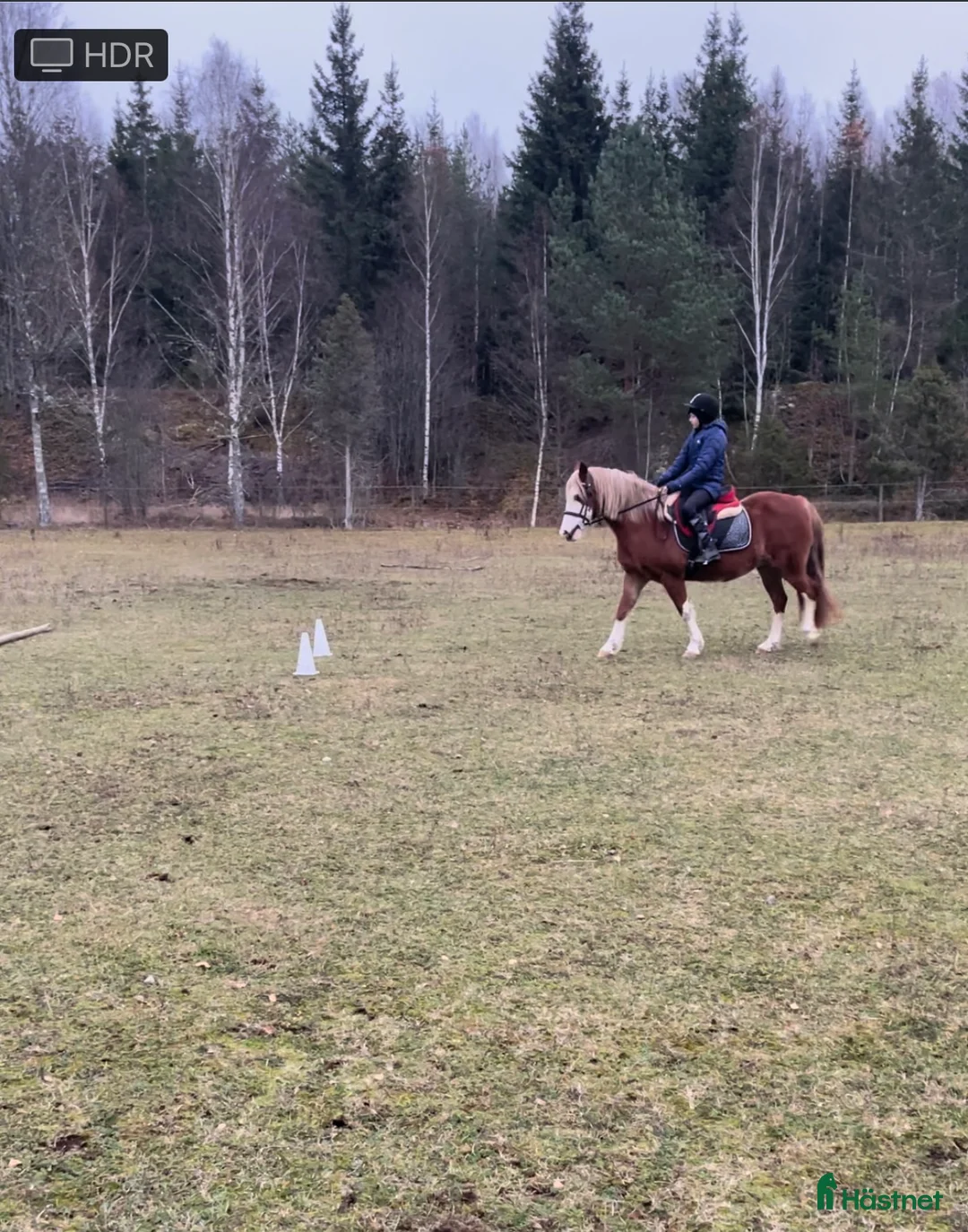 Övrigt hästar till salu: Vacker welsh cob som vill få luffsa i skogen - Annons 3