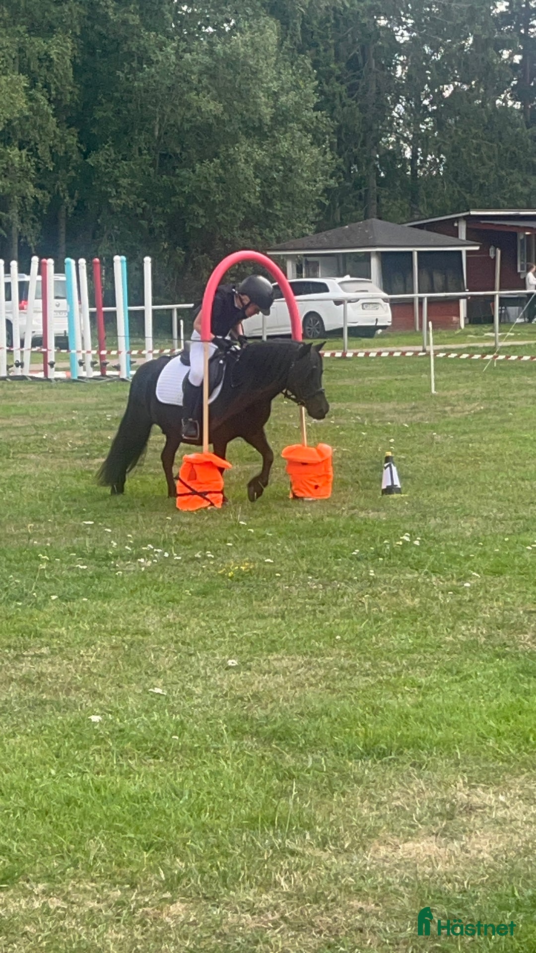 Allround hästar till salu: Barnens bästa vän i Trelleborg - Annons 11