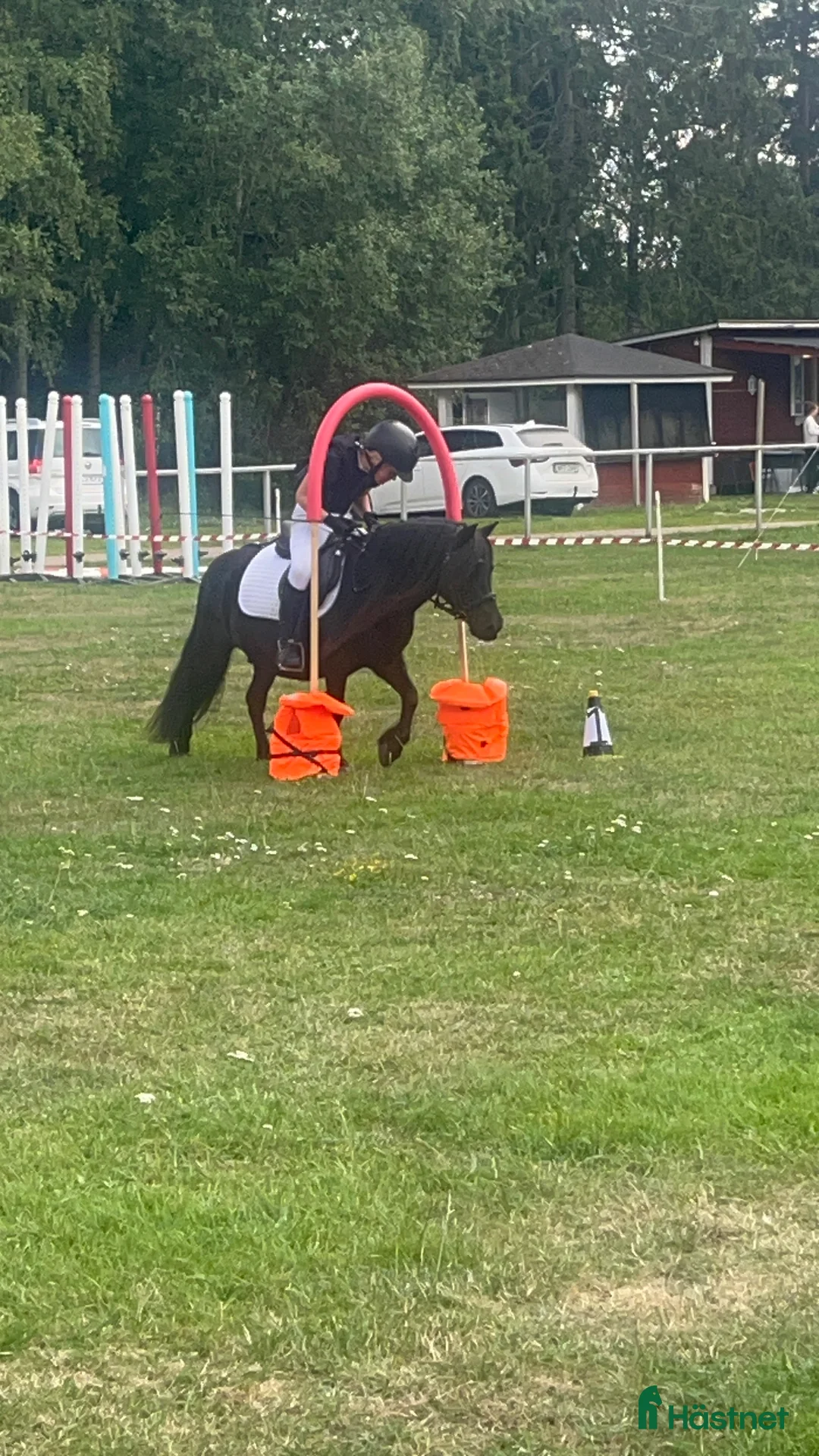 Allround hästar till salu: Barnens bästa vän i Trelleborg - Annons 11