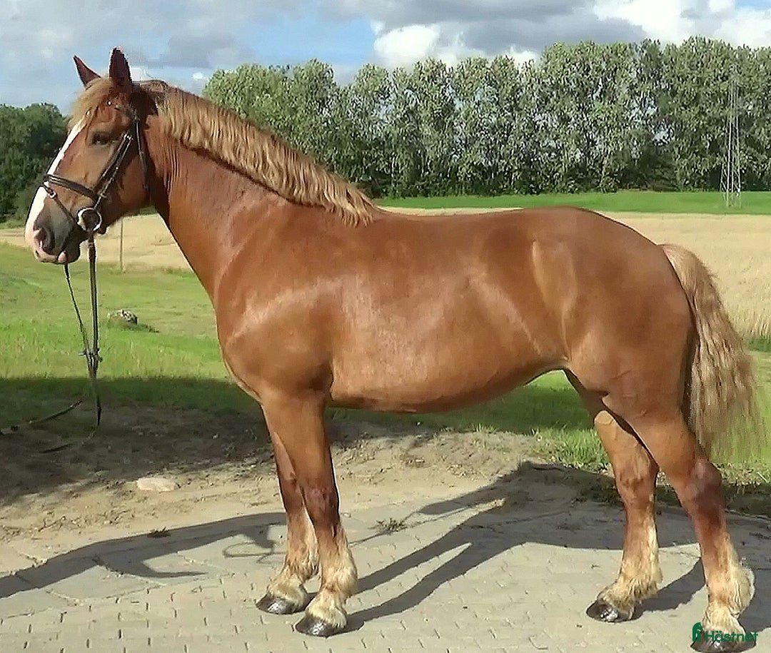 Allround hästar till salu: Fantastic bombproof Princess i Örsundsbro - Annons 12