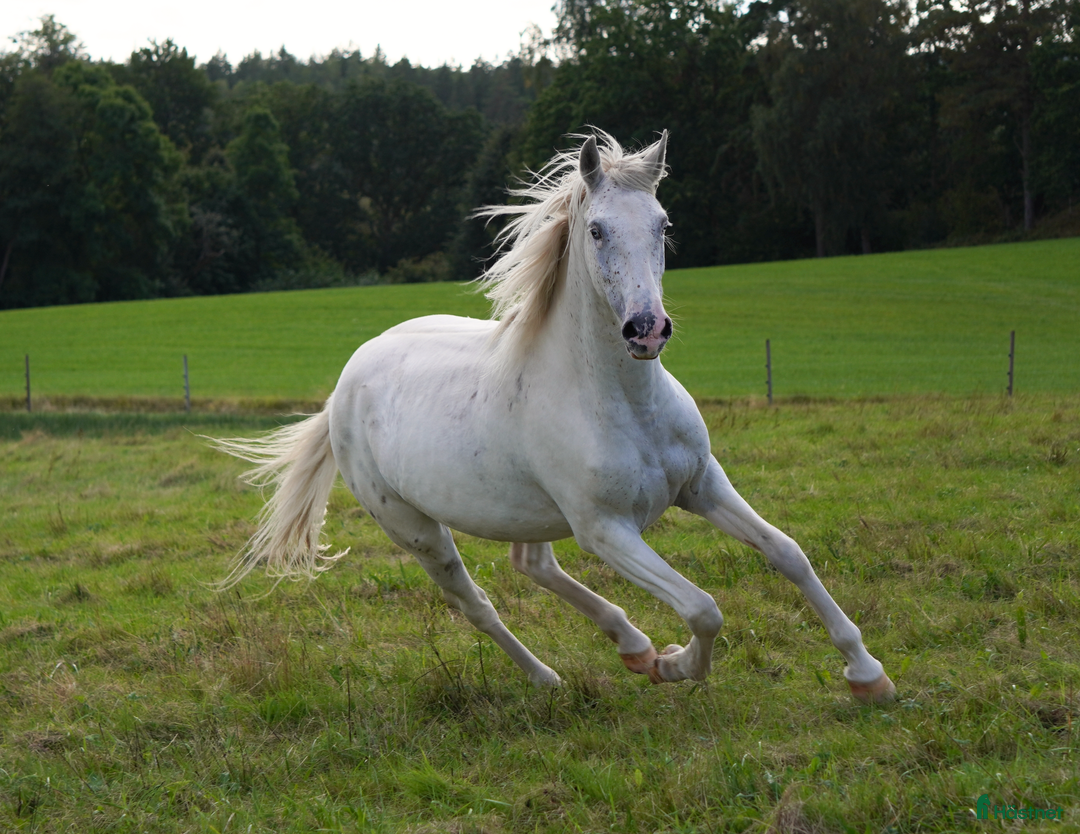 Western hästar till salu: Spännande 3-årig appaloosa korsning i Bullaren - Annons 2
