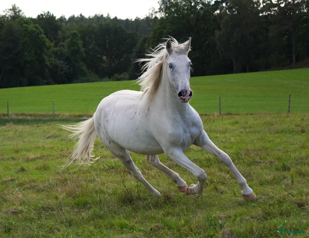 Western hästar till salu: Spännande 3-årig appaloosa korsning i Bullaren - Annons 2