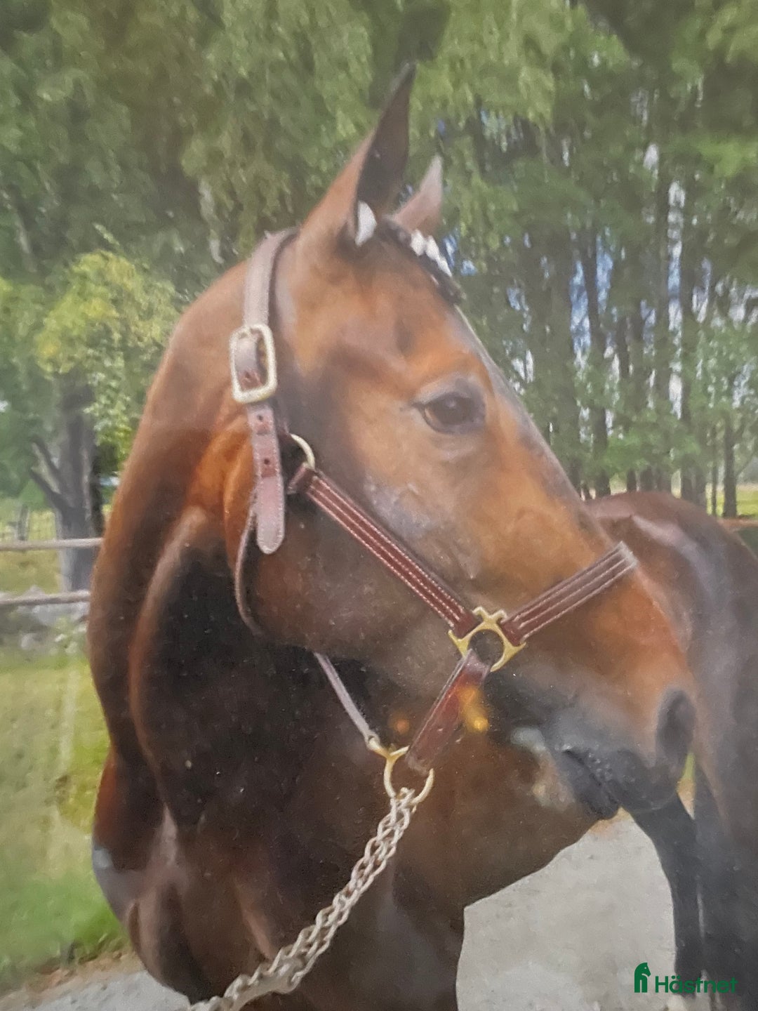 Allround hästar till salu: Hybrid Speed och Ninja Star i Borlänge - Annons 5