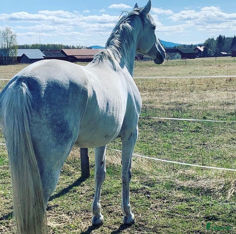  hästar Hobby/tävlingsambitioner ✨🐴 - Annons 2