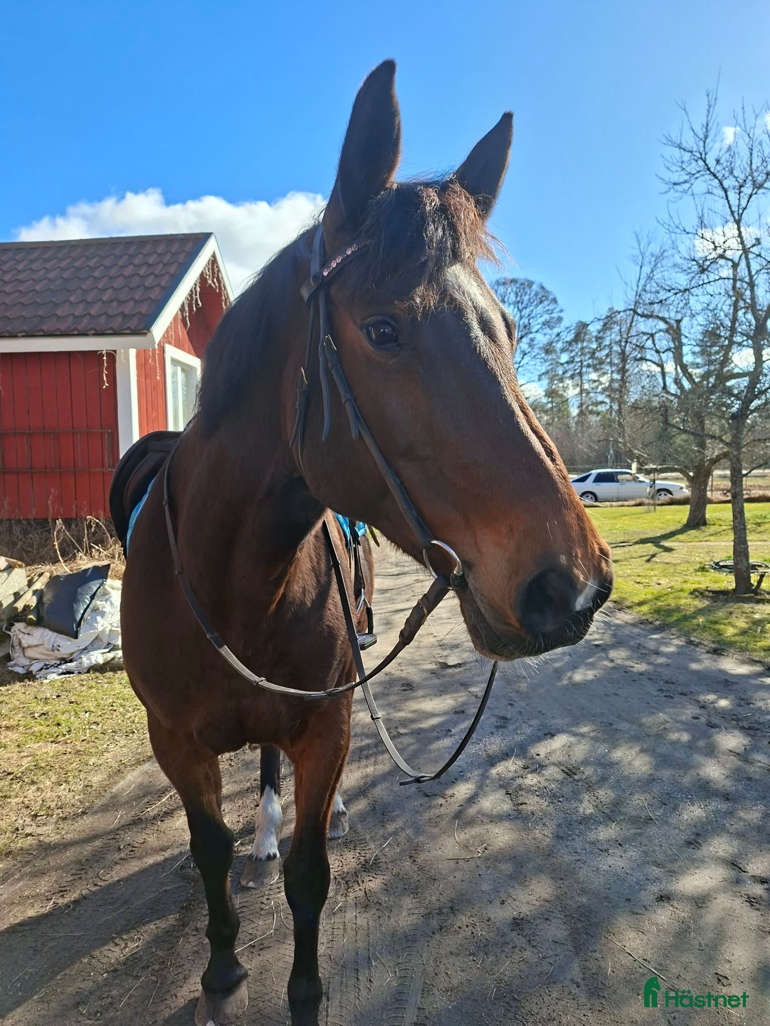  hästar Trevligt sto helst till avel - Annons 2