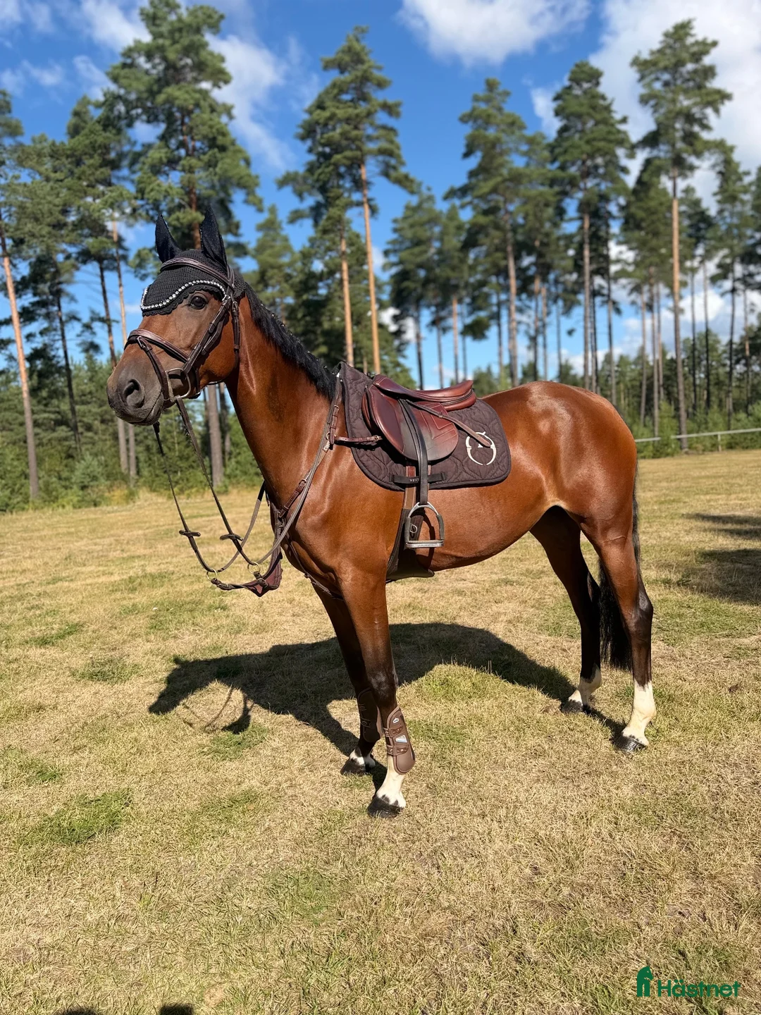 Hoppning hästar till salu: Superfin tävlingsponny  - Annons 1