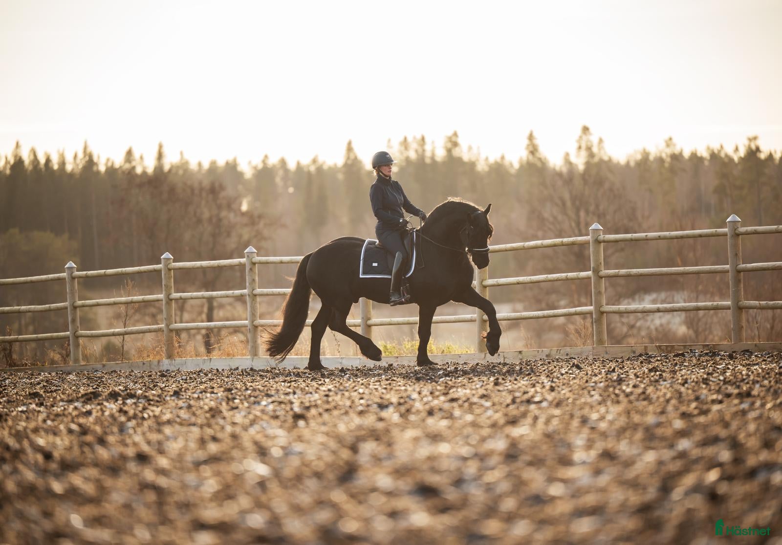  hästar Mycket lovande Frieser med stor utstrålning  i Lindesberg - Annons 16