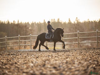hästar Mycket lovande Frieser med stor utstrålning i Lindesberg - Annons 6