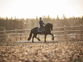 Dressyr hästar till salu: Mycket lovande Frieser med stor utstrålning - Annons 2