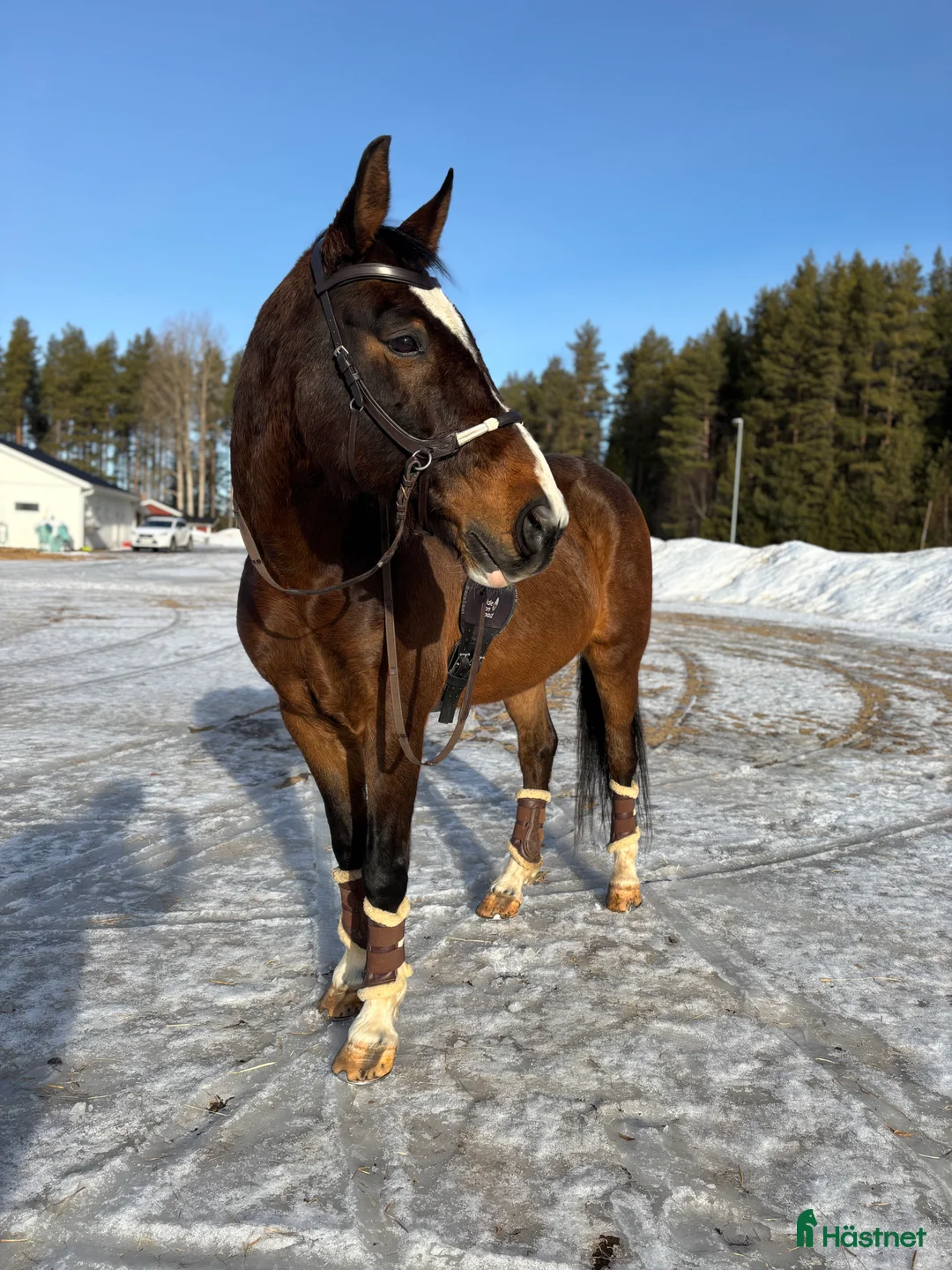 Allround hästar till salu: Hobbyhäst för den mindre pånboken i Burträsk - Annons 2