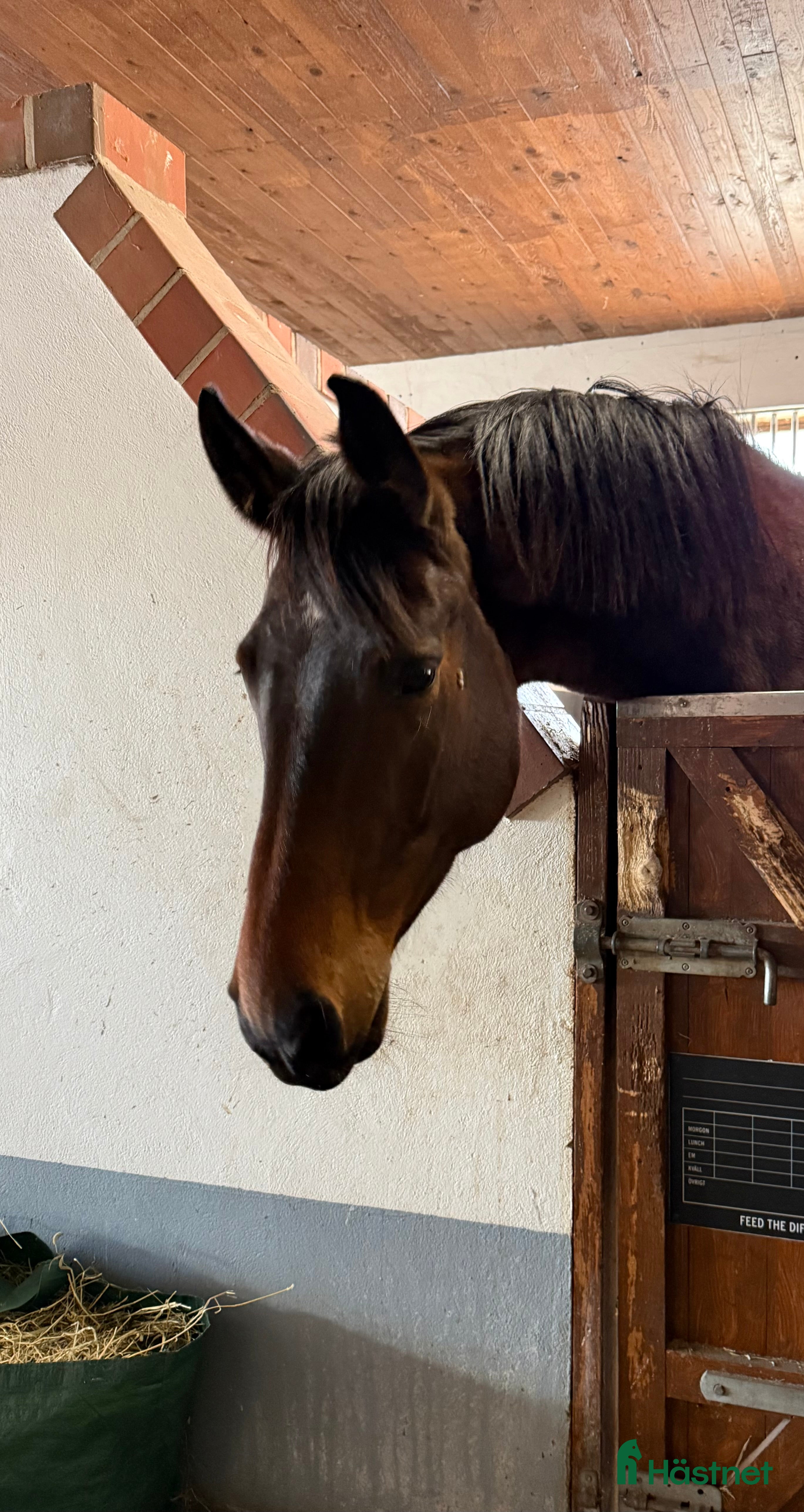  hästar Oslipad diamant till salu. - Annons 17