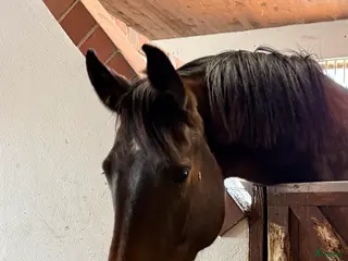 hästar Oslipad diamant till salu. - Annons 17